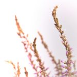 男人团2022桃乃木:探索男性友谊与成长的精彩旅程 bg06odyg