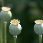 电影在线看免费观看高清:畅享无广告的高清电影观看体验 xo188i